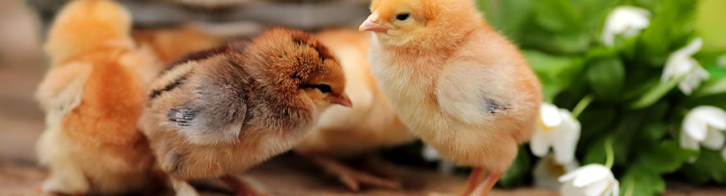 Современные методы профилактики и лечения незаразных болезней цыплят